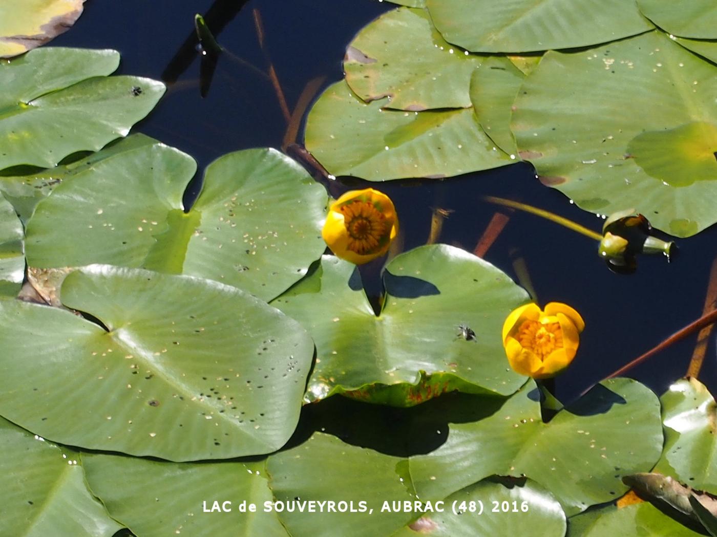 Waterlily, Yellow flower